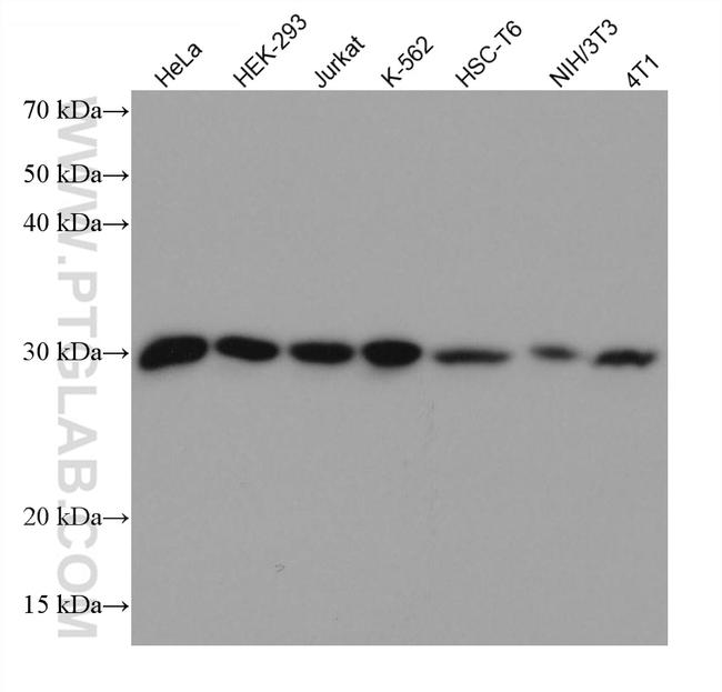 ERP29 Antibody in Western Blot (WB)