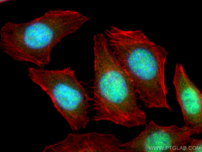 NF45 Antibody in Immunocytochemistry (ICC/IF)