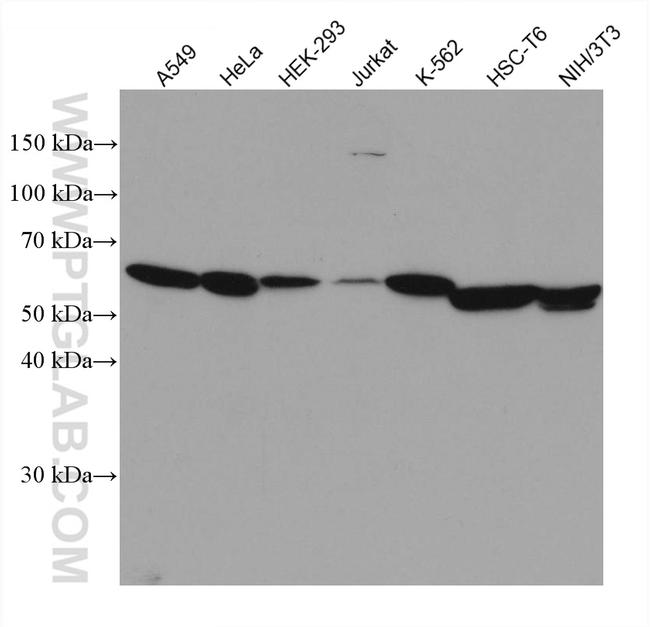 cyclin B1 Antibody in Western Blot (WB)