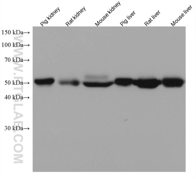 ASL Antibody in Western Blot (WB)