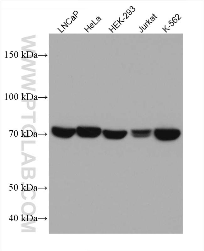 TRAP1 Antibody in Western Blot (WB)