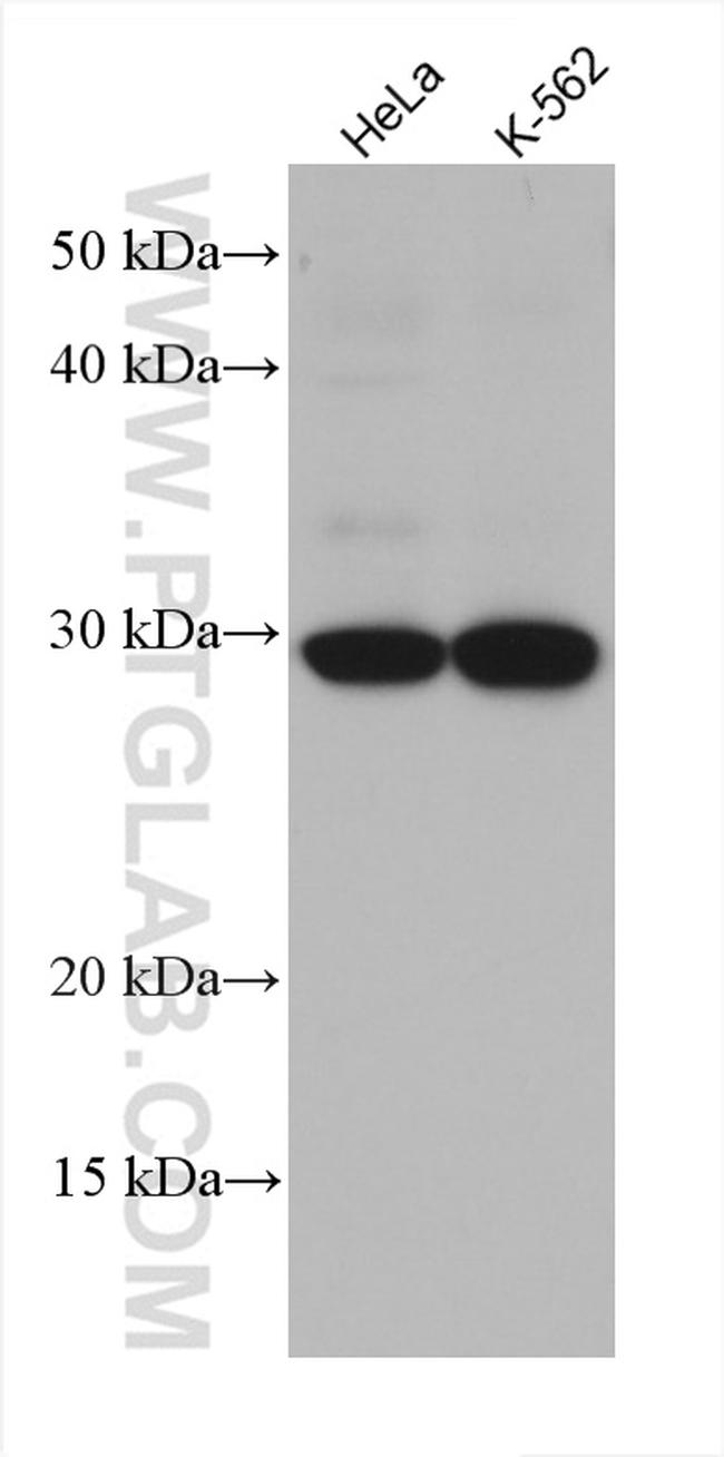 SNF8 Antibody in Western Blot (WB)