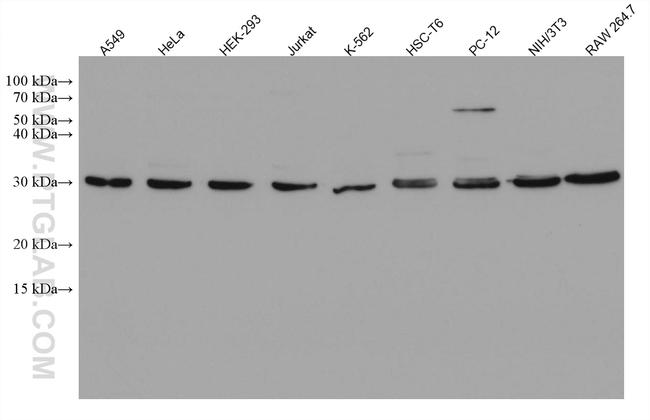 YWHAZ Antibody in Western Blot (WB)