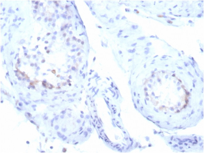 StAR (Steroidogenic Acute Regulator) (Leydig Cell Marker) Antibody in Immunohistochemistry (Paraffin) (IHC (P))