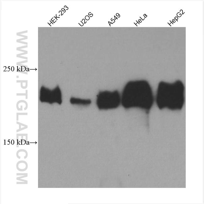 Laminin beta 1 Antibody in Western Blot (WB)