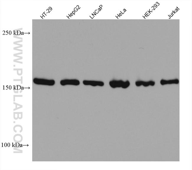 EPRS Antibody in Western Blot (WB)