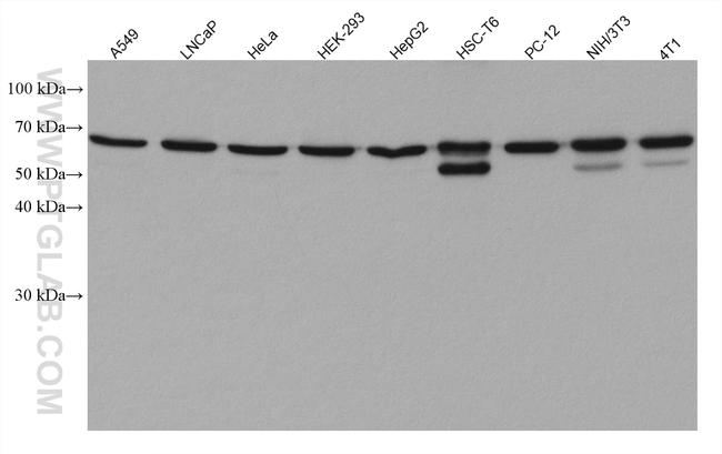 EIF3L Antibody in Western Blot (WB)