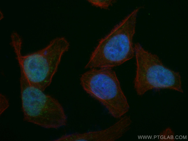 GATA2 Antibody in Immunocytochemistry (ICC/IF)