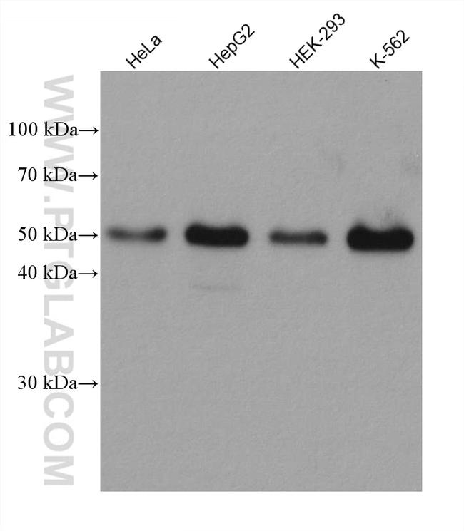 GATA2 Antibody in Western Blot (WB)