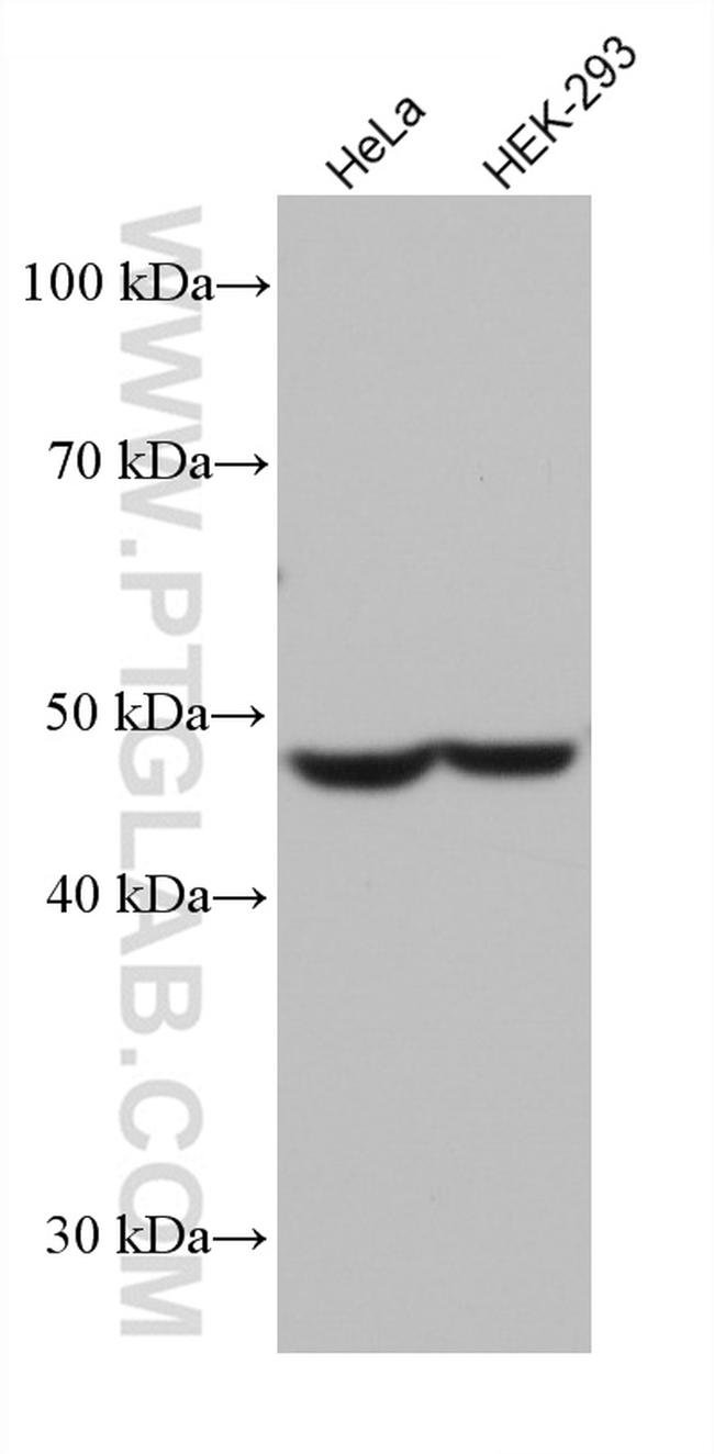 DFNA5 Antibody in Western Blot (WB)