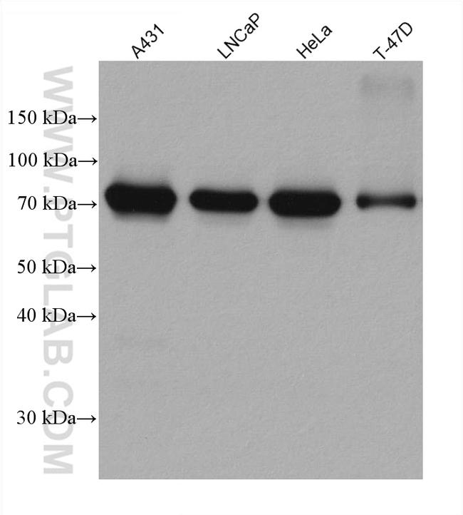 CAPN1 Antibody in Western Blot (WB)