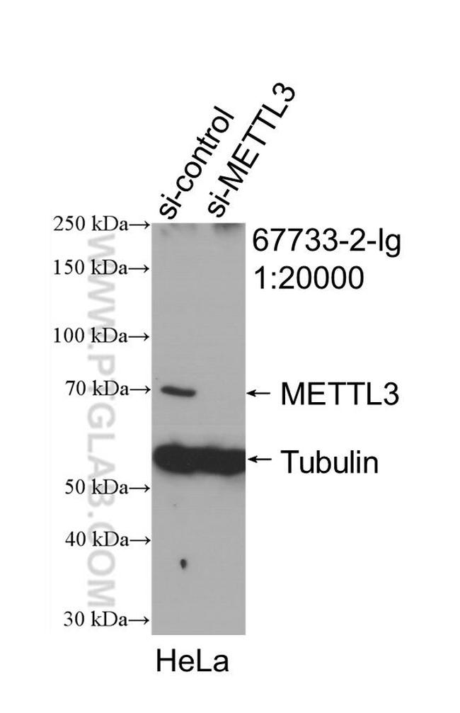 METTL3 Antibody in Western Blot (WB)