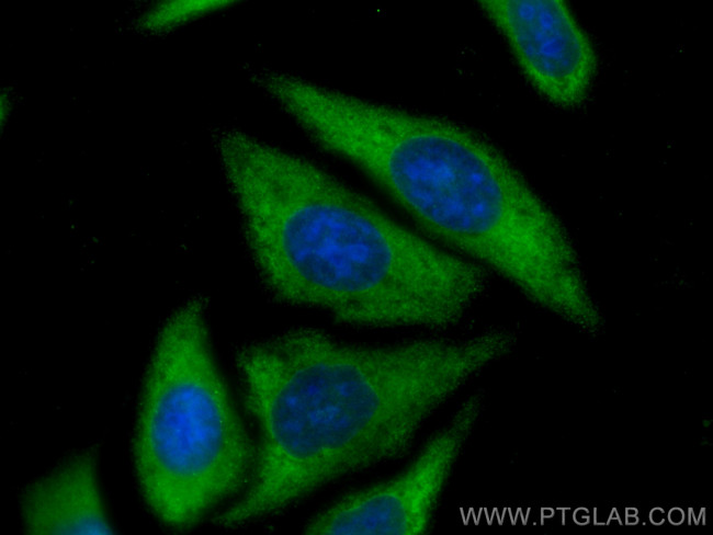 PTGES3 Antibody in Immunocytochemistry (ICC/IF)