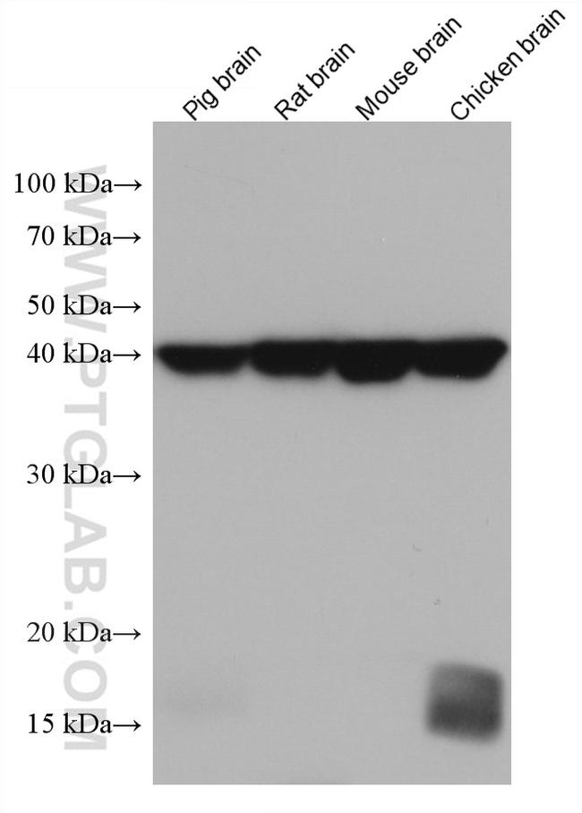 GOT2 Antibody in Western Blot (WB)