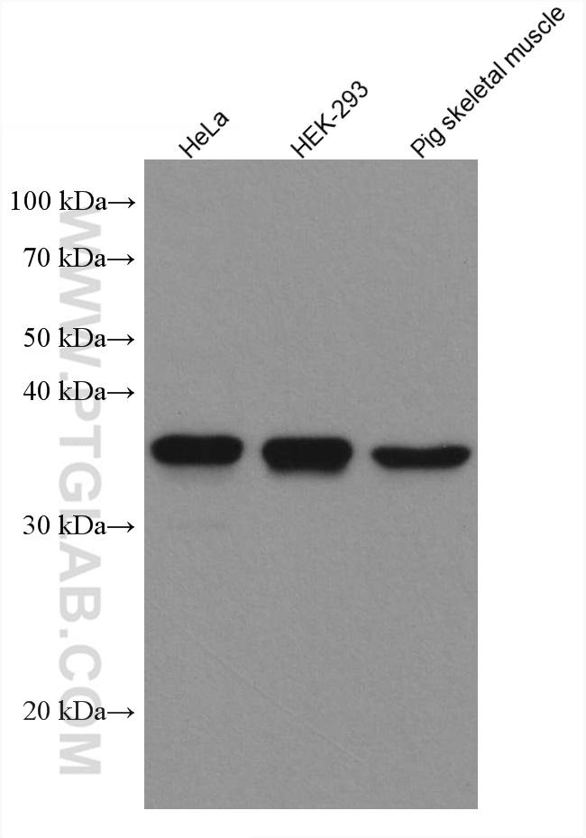 SIX1 Antibody in Western Blot (WB)