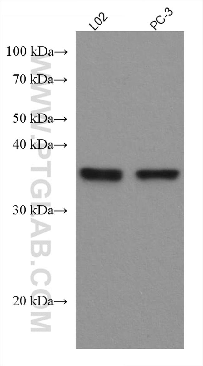 SIX1 Antibody in Western Blot (WB)