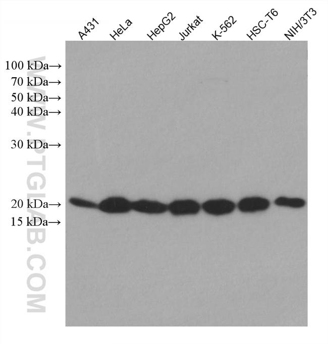 SKP1 Antibody in Western Blot (WB)