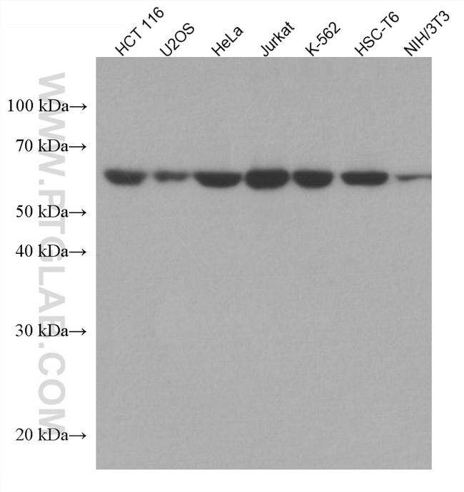 USP14 Antibody in Western Blot (WB)