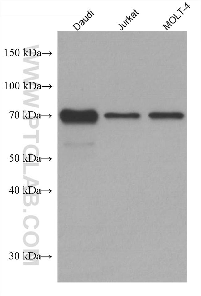 REL Antibody in Western Blot (WB)