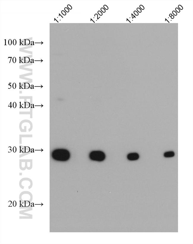 CD70 Antibody in Western Blot (WB)