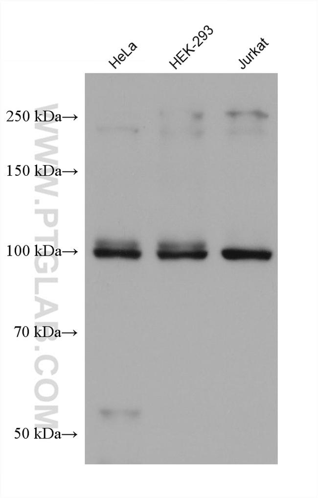 ITCH Antibody in Western Blot (WB)