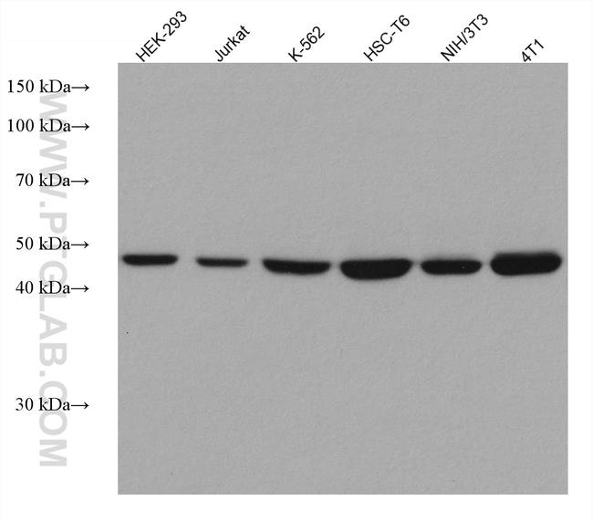 TRIP13 Antibody in Western Blot (WB)