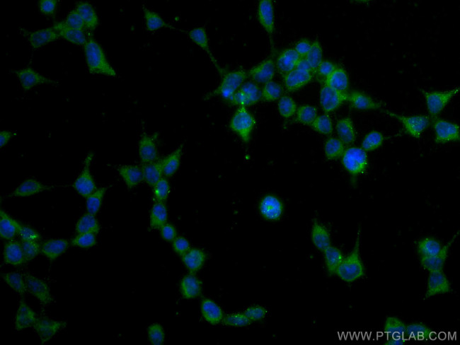 GPX4 Antibody in Immunocytochemistry (ICC/IF)