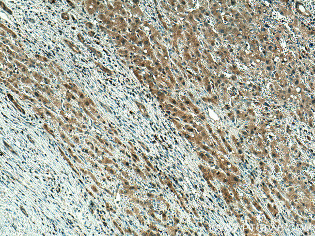 GPX4 Antibody in Immunohistochemistry (Paraffin) (IHC (P))