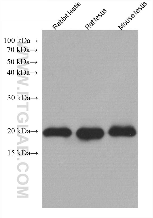 GPX4 Antibody in Western Blot (WB)