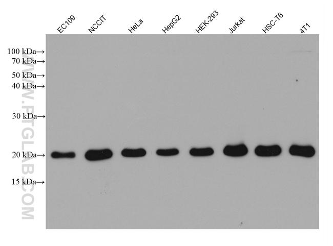 GPX4 Antibody in Western Blot (WB)