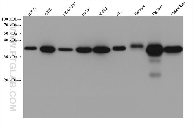 GALE Antibody in Western Blot (WB)