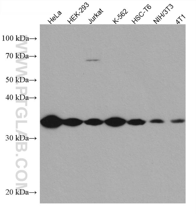 GOLPH3 Antibody in Western Blot (WB)