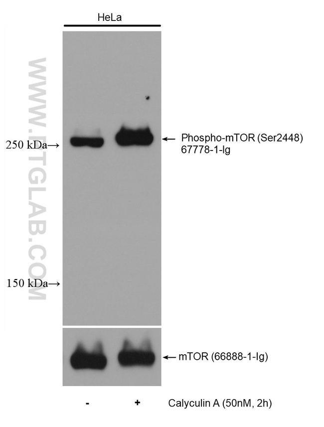 Phospho-mTOR (Ser2448) Antibody in Western Blot (WB)