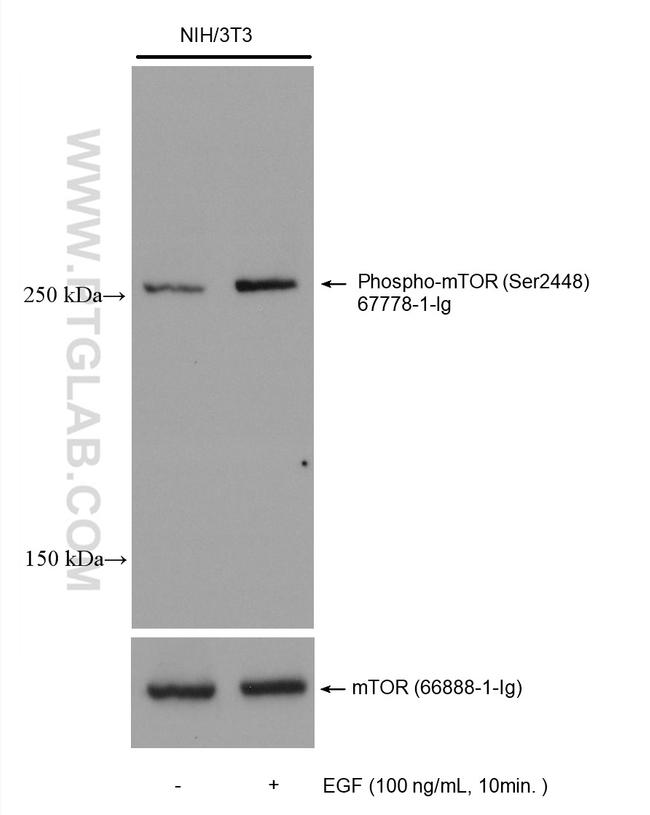 Phospho-mTOR (Ser2448) Antibody in Western Blot (WB)