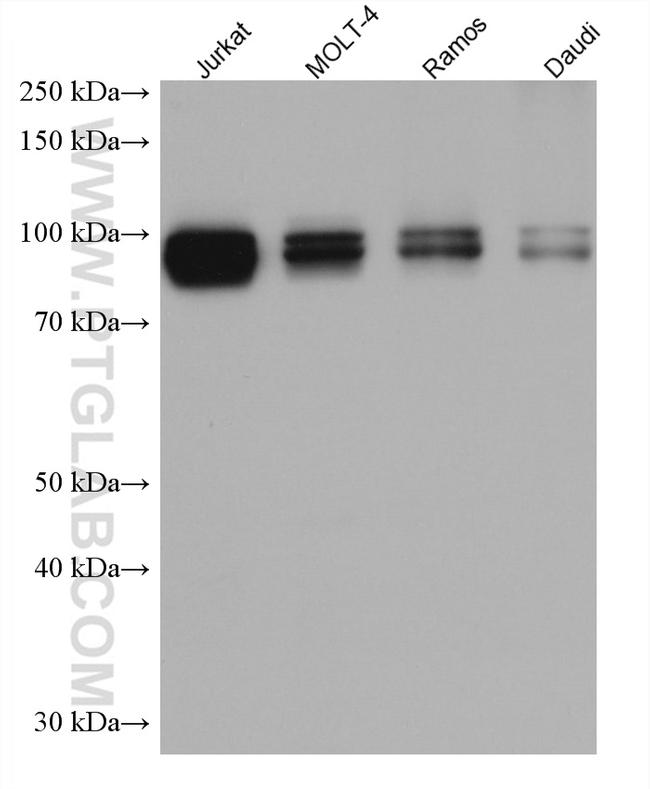 IFI16 Antibody in Western Blot (WB)