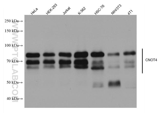 CNOT4 Antibody in Western Blot (WB)