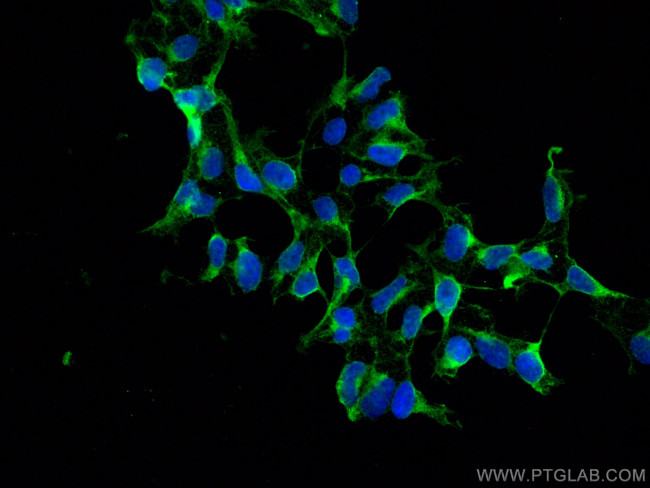 EIF4A2 Antibody in Immunocytochemistry (ICC/IF)