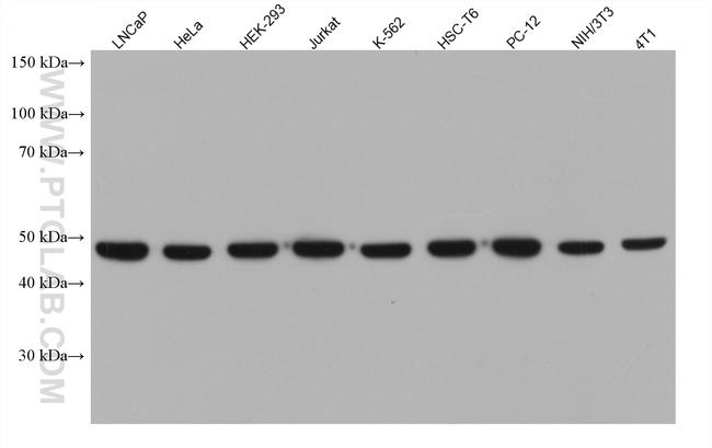 EIF4A2 Antibody in Western Blot (WB)