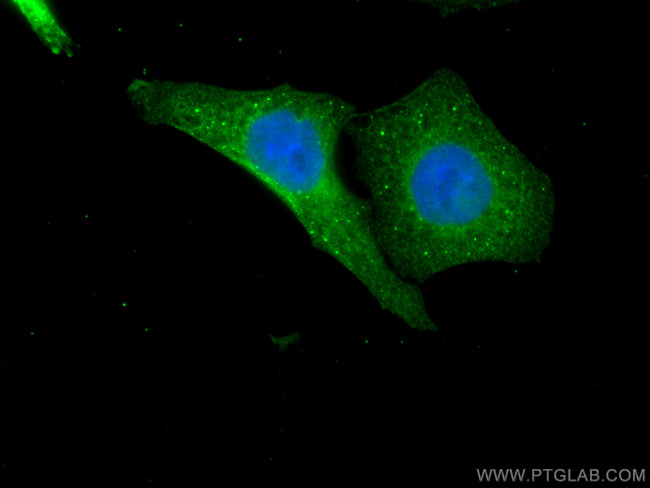 USP11 Antibody in Immunocytochemistry (ICC/IF)