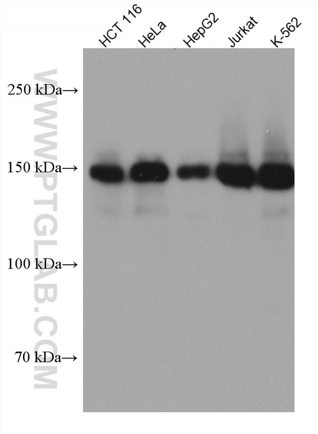 LARP1 Antibody in Western Blot (WB)