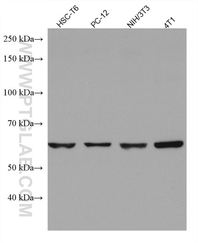 E2F4 Antibody in Western Blot (WB)