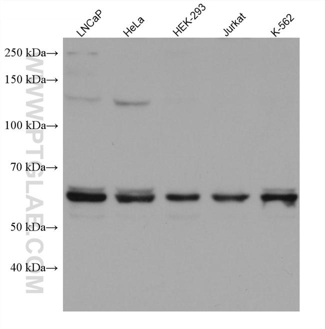 E2F4 Antibody in Western Blot (WB)