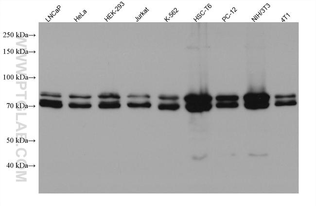 FXR1 Antibody in Western Blot (WB)