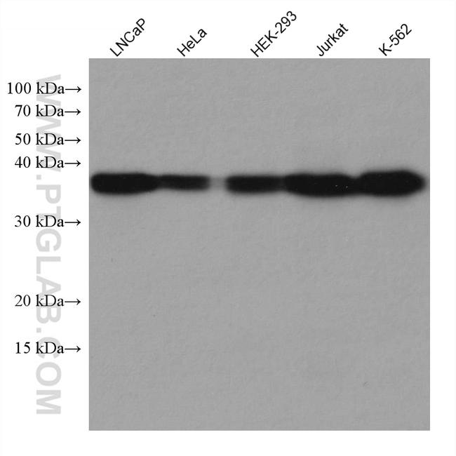 TALDO1 Antibody in Western Blot (WB)