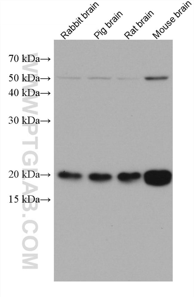 VAMP2 Antibody in Western Blot (WB)