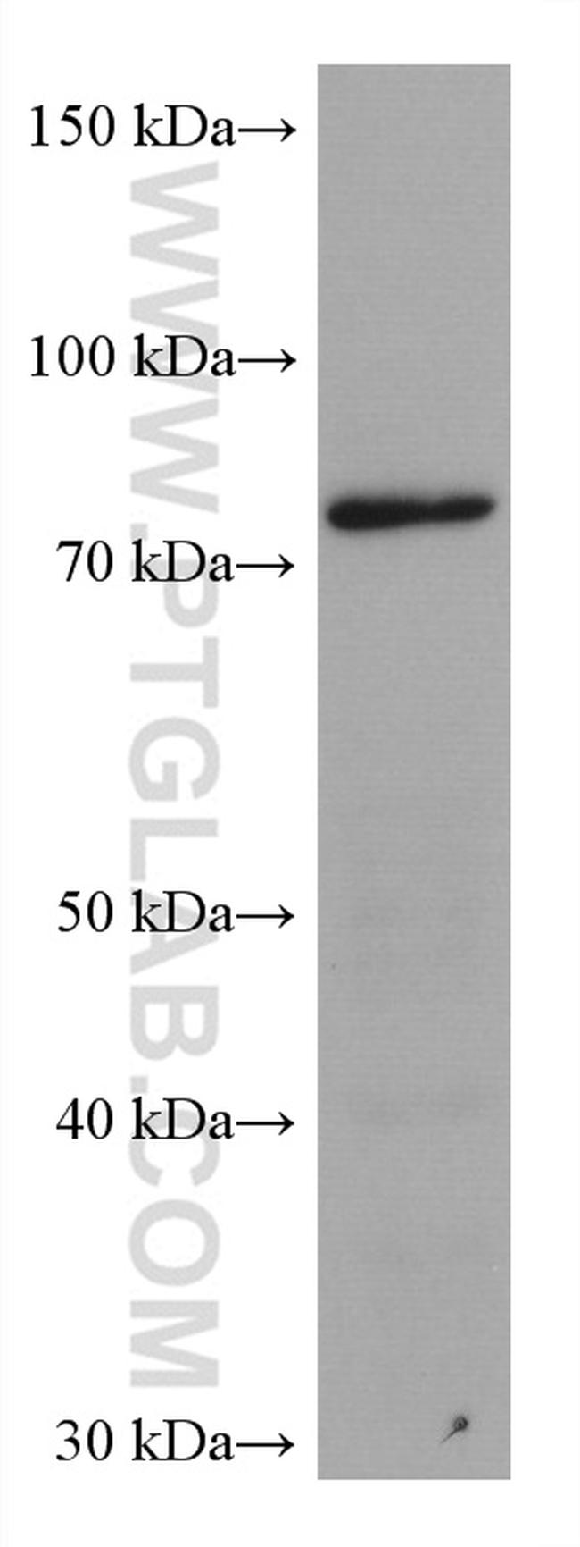 TARS Antibody in Western Blot (WB)