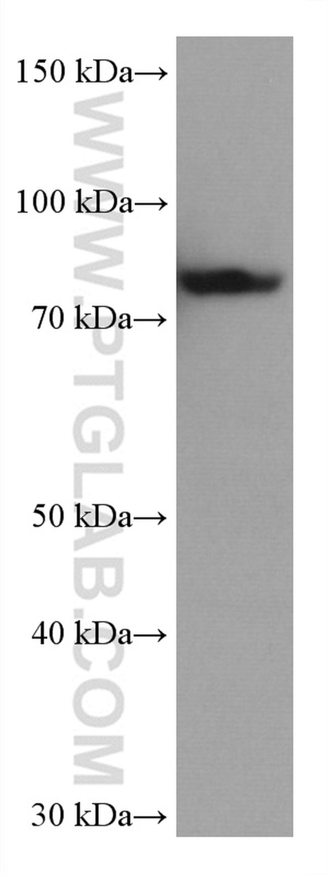 TARS Antibody in Western Blot (WB)