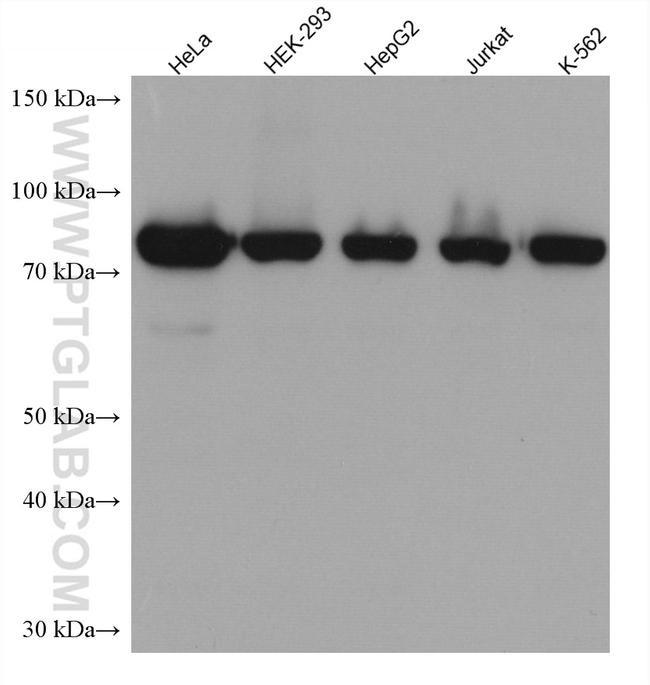 TARS Antibody in Western Blot (WB)