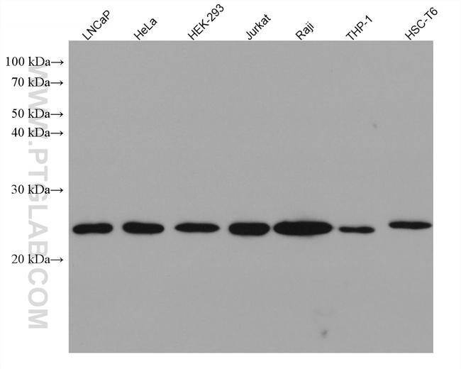 BAD Antibody in Western Blot (WB)