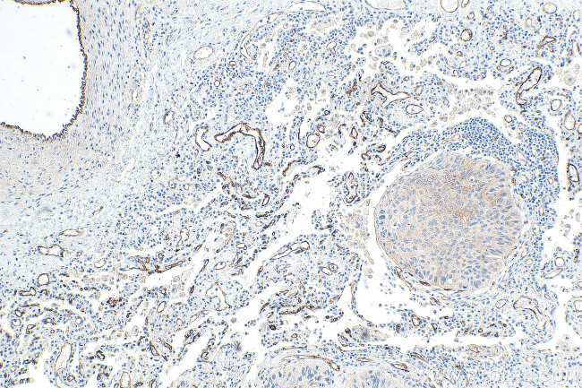 THBD Antibody in Immunohistochemistry (Paraffin) (IHC (P))